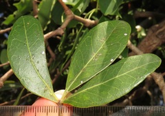Rhoicissus revoilii