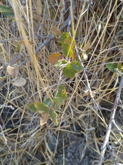 Quercus microphylla