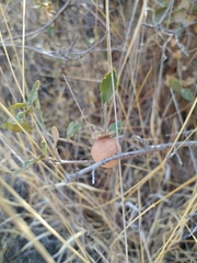 Quercus microphylla