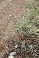 Petrosimonia triandra