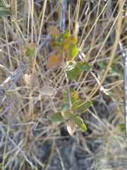 Quercus microphylla