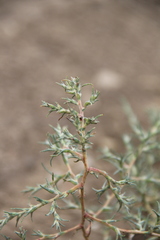 Petrosimonia triandra