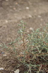 Petrosimonia triandra