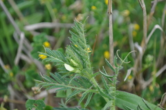 Vicia lutea