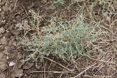 Petrosimonia triandra