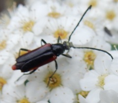 Pseudostrangalia cruentata