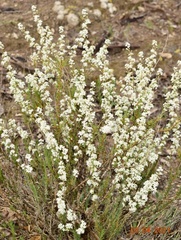 Lepidium subulatum