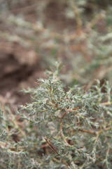 Petrosimonia triandra