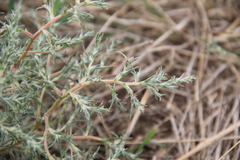 Petrosimonia triandra