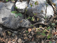 Gerrhonotus liocephalus