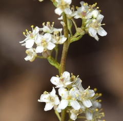 Lepidium subulatum