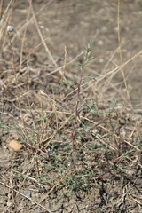 Petrosimonia triandra