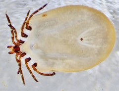 Ixodes scapularis