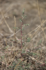 Petrosimonia triandra