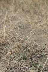 Petrosimonia triandra