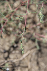 Petrosimonia triandra