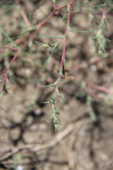 Petrosimonia triandra