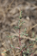 Petrosimonia triandra