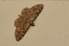 Eupithecia semigraphata