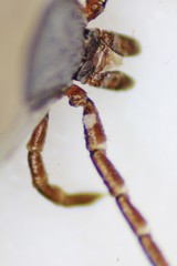 Ixodes scapularis