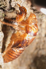 Amphipsalta zelandica