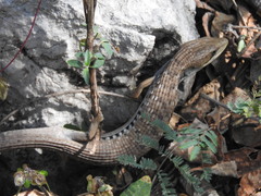 Gerrhonotus liocephalus
