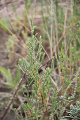 Salicornia europaea