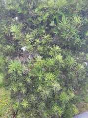 Podocarpus macrophyllus