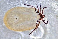 Ixodes scapularis