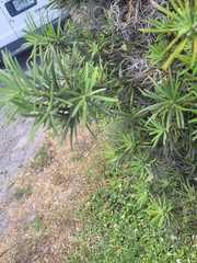 Podocarpus macrophyllus