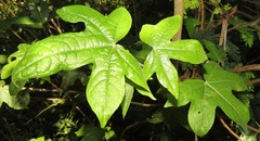 Gossypioides kirkii
