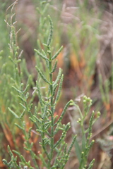 Salicornia europaea