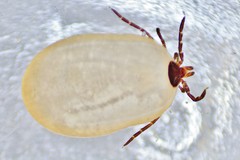 Ixodes scapularis