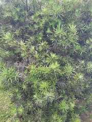 Podocarpus macrophyllus