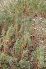 Salicornia europaea