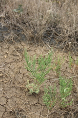 Salicornia europaea