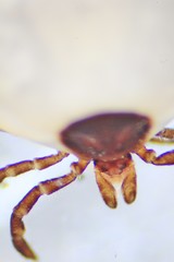 Ixodes scapularis