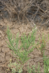 Salicornia europaea