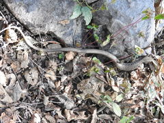 Gerrhonotus liocephalus