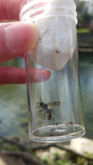 Nomada leucophthalma