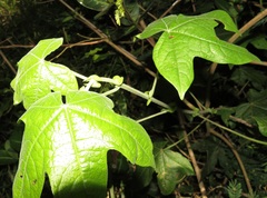 Gossypioides kirkii