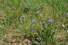 Globularia bisnagarica