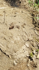 Nomada leucophthalma