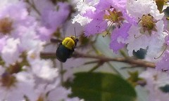 Xylocopa minor
