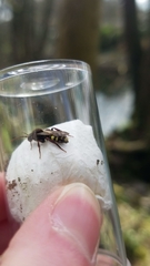 Nomada leucophthalma