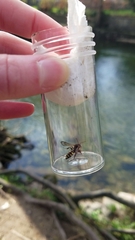 Nomada leucophthalma