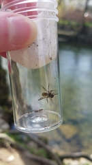 Nomada leucophthalma