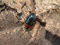 Microtheca semilaevis