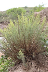 Salsola daghestanica