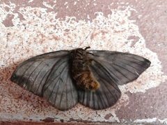 Lepidoptera